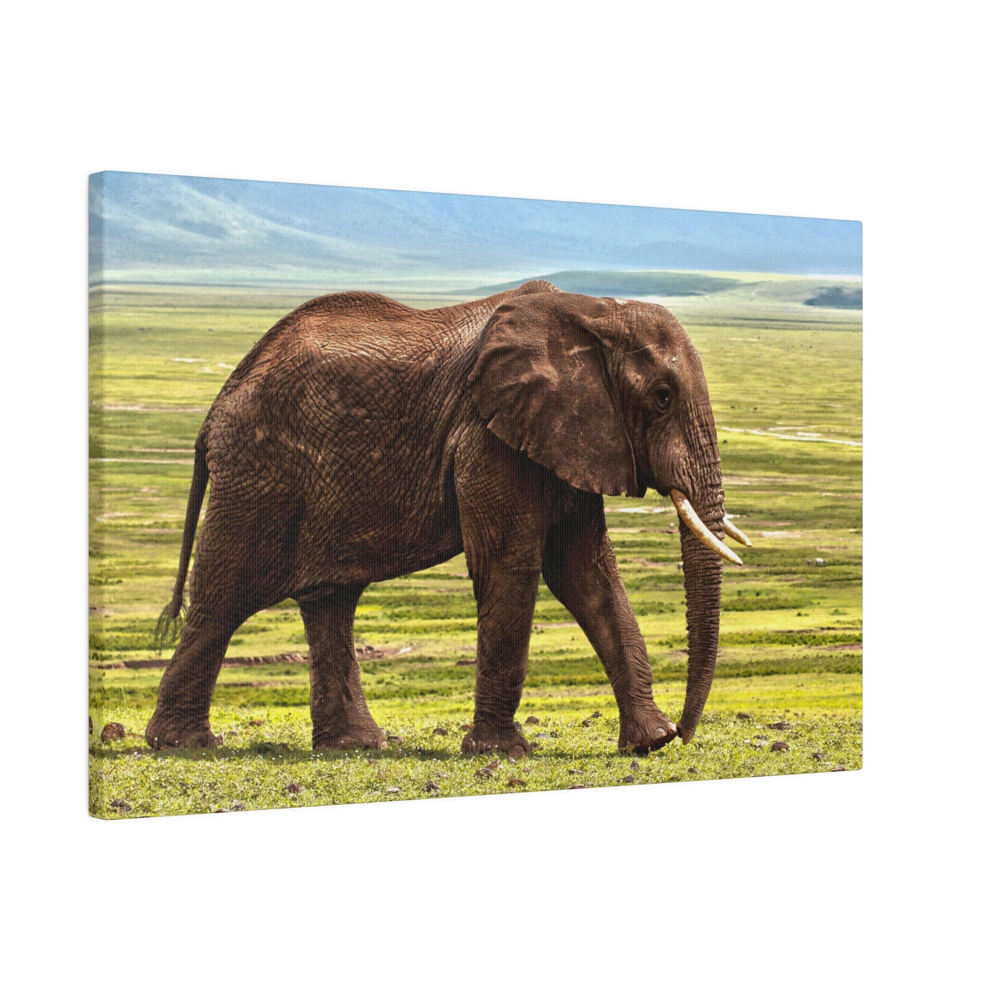 Brown African elephant standing in a grassy savannah, facing right with visible tusks.