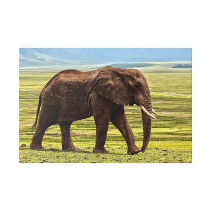 Adult African elephant walking across a grassy savannah with brown textured skin and visible tusks.