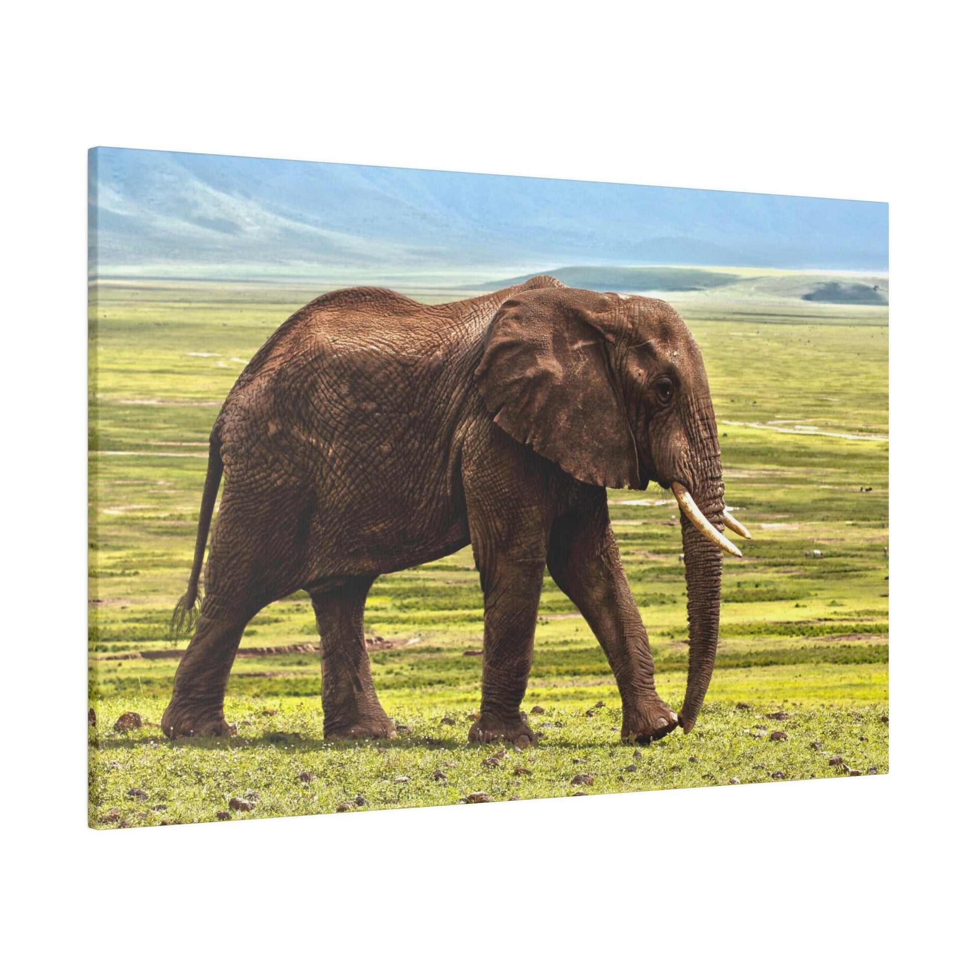 Adult brown elephant walking across a grassy savannah with a blue sky and distant hills.