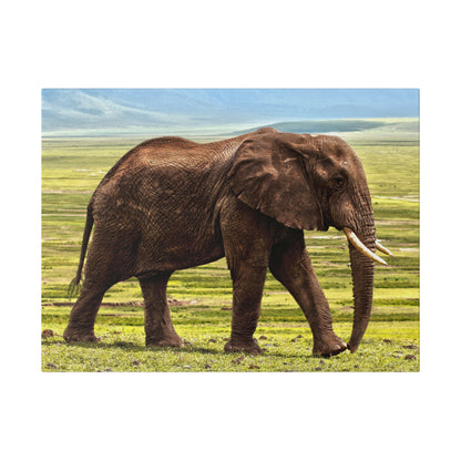 A brown African elephant walking across a grassy savannah with long tusks and large ears.