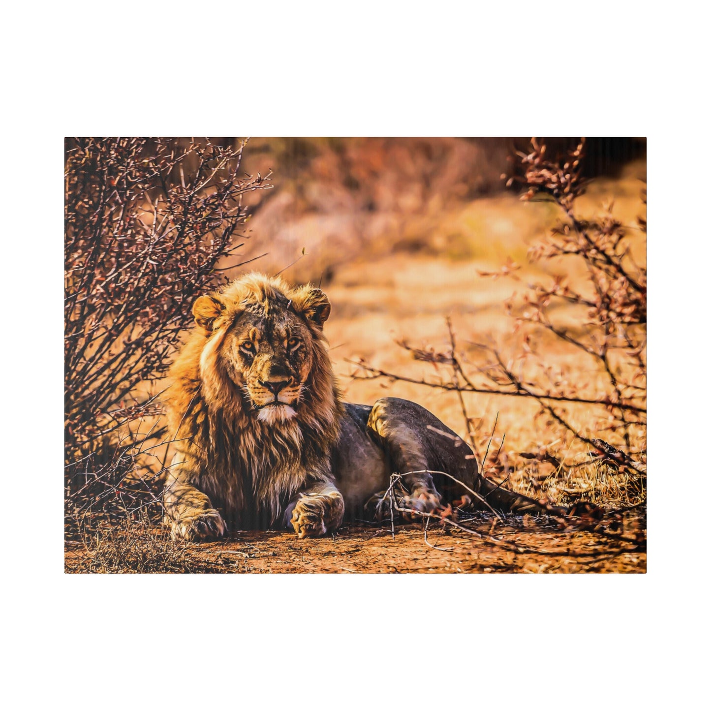 A majestic lion resting in the savannah, surrounded by dry bushes and bathed in warm sunlight. The lion's impressive mane and serene demeanor highlight its natural beauty.