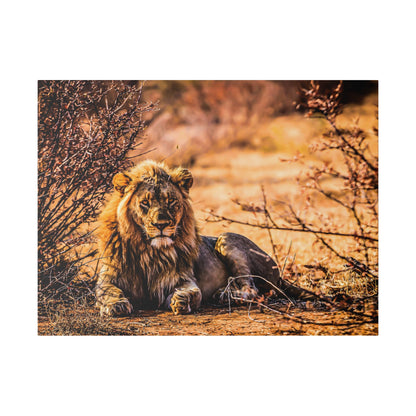 A male lion with a mane rests on dusty ground among dry bushes in a sunlit savannah.