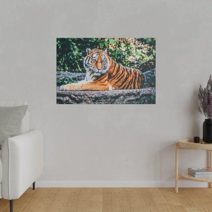 Framed canvas print of a tiger reclining on a rock, orange and black stripes with green foliage in background.