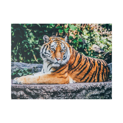 Tiger lounging on a rocky ledge with orange and black striped fur, greenery in the background.