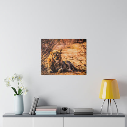 Square photograph of a lounging male lion with a golden mane resting on dry orange brush in a savanna setting.