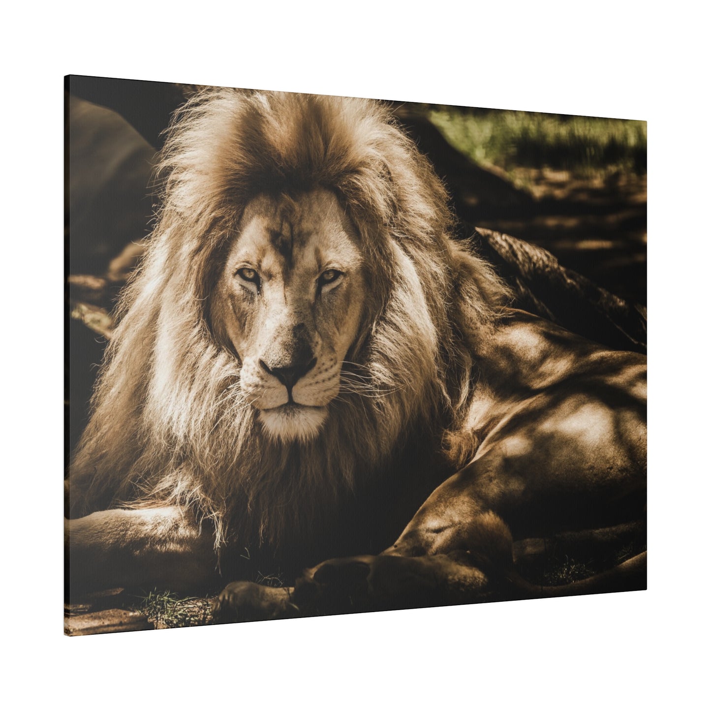 Close-up of a male lion resting, with detailed features of its face and mane highlighted in natural light.