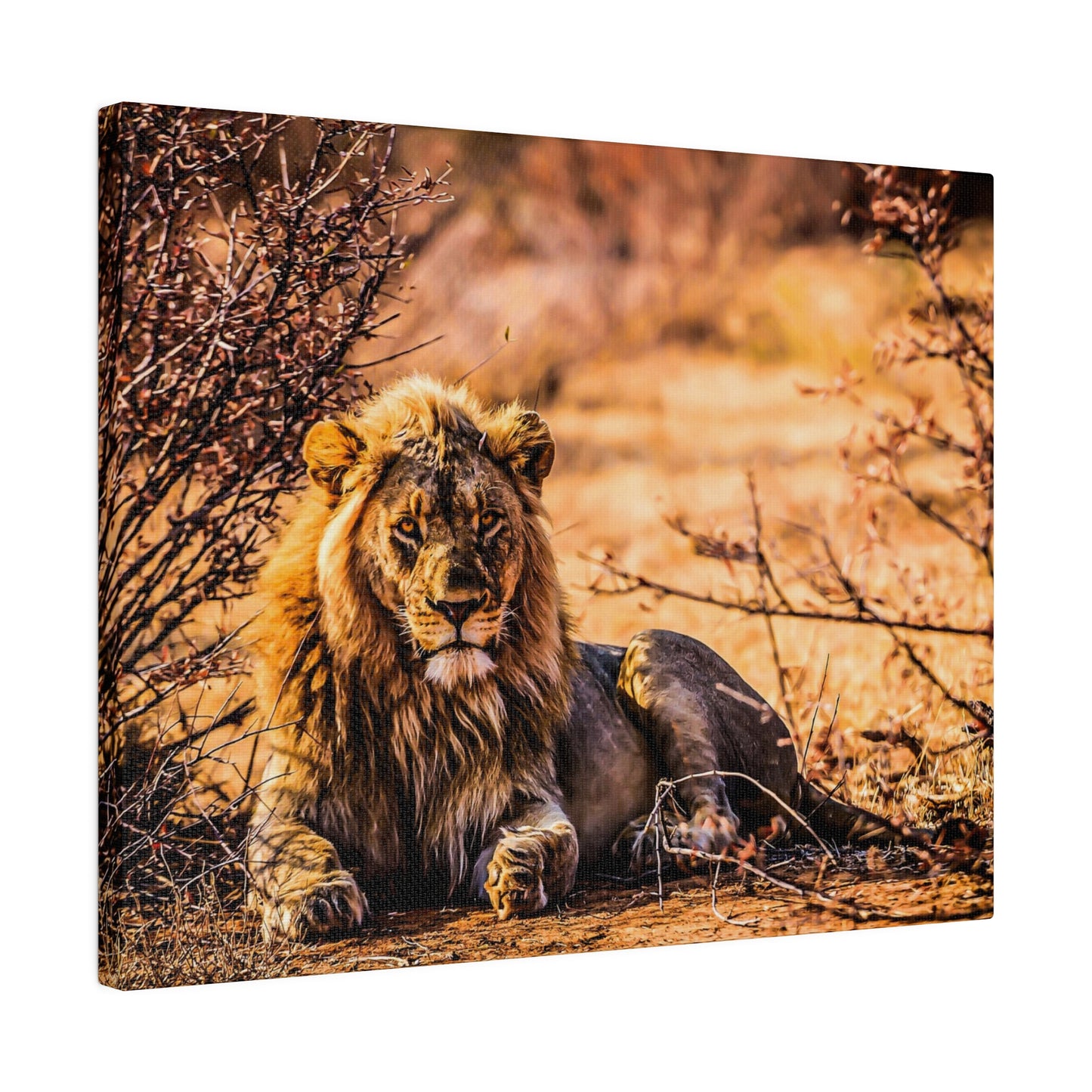 A male lion resting in the savannah, surrounded by dry bushes and warm sunlight. The lion's majestic mane and serene demeanor reflect its natural strength.