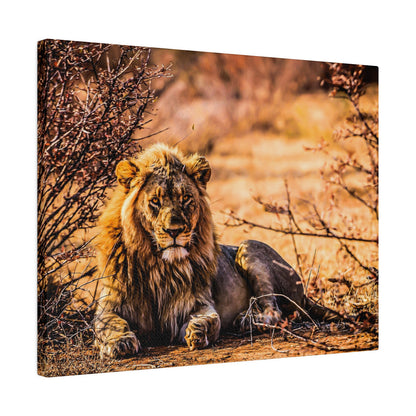 A male lion with a tawny mane lies resting on dry grass and shrub in a sunlit savannah.