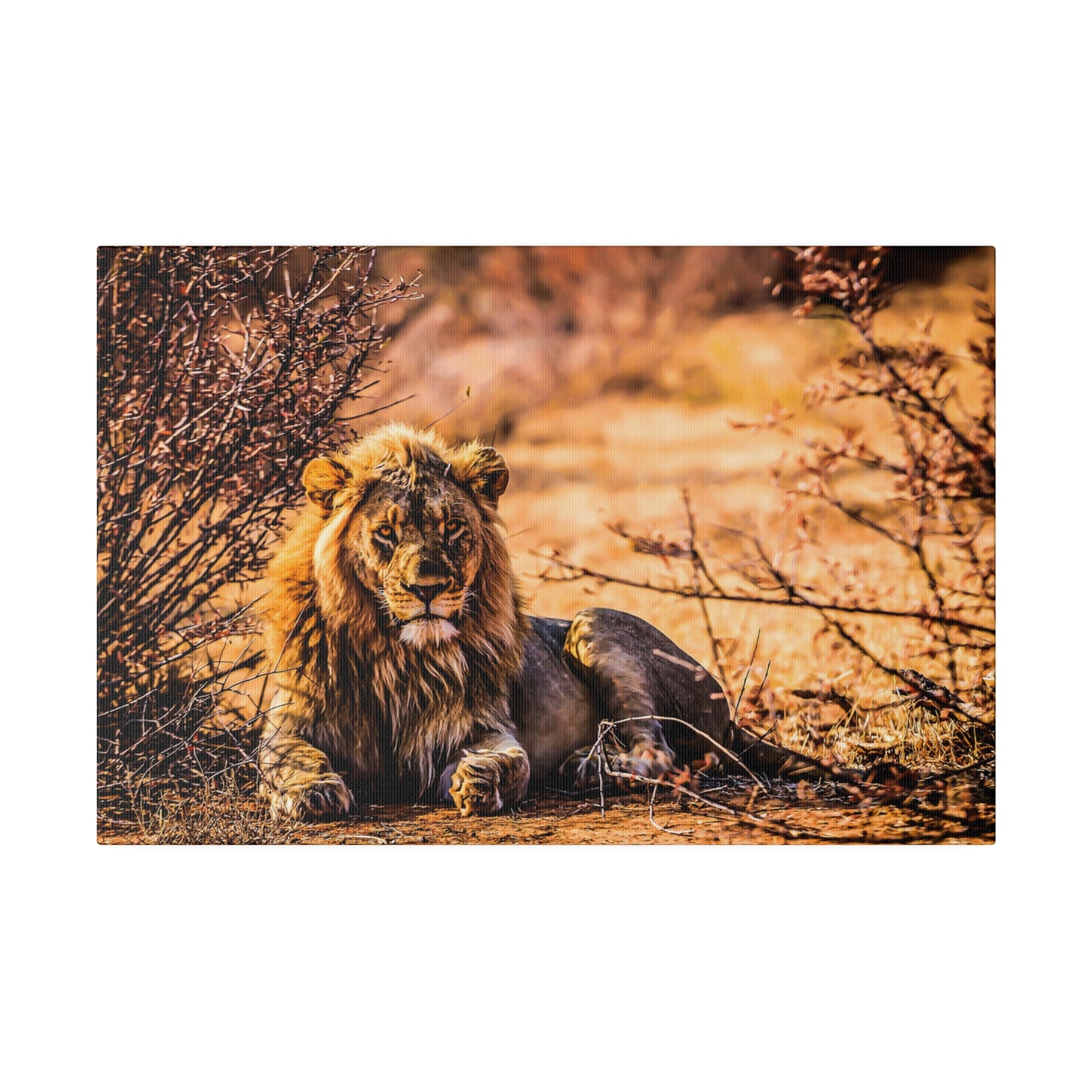 A male lion resting in the savannah, surrounded by dry bushes and bathed in warm sunlight. The lion's impressive mane and calm expression are striking.