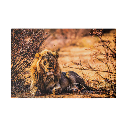 A male lion with a full mane lies on dry earth among brown bushes in a savannah.