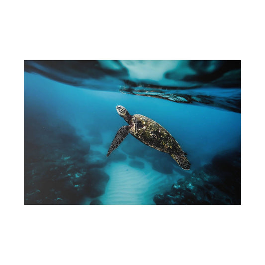 An underwater scene of a sea turtle swimming in clear blue water, with a rocky seafloor visible.