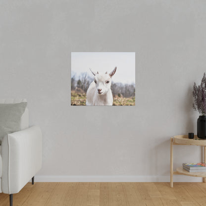 Square print of a white goat facing the camera, hung on a light gray wall in a minimalist living room.