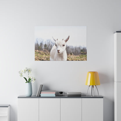 Framed photo of a white goat outdoors, hung on a light gray wall above a white cabinet with books and a yellow lamp.