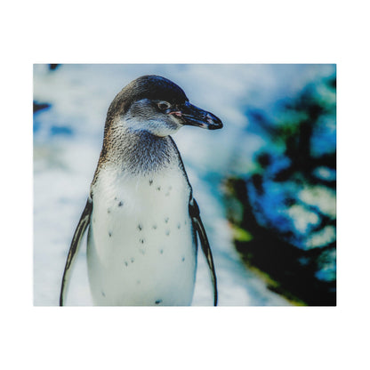 Close-up of a penguin standing on snow with a speckled white chest and dark grey neck, blue blurred background.