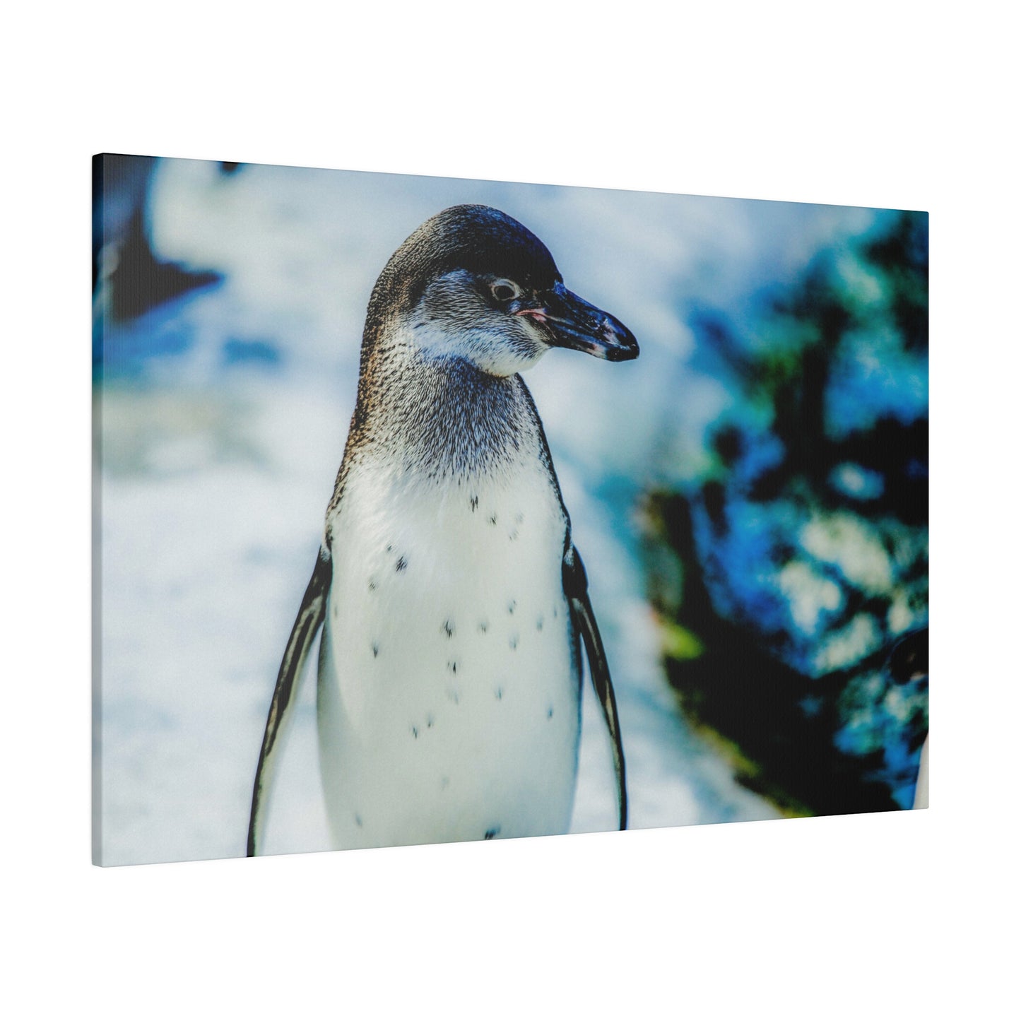 A penguin in frost, with a blurred blue and white background. The close-up shot showcases the penguin’s details in a wintry landscape.