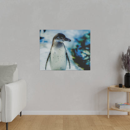 Photograph of a penguin standing on snow, with a white belly and dark head/flippers, against a blue blurred background.