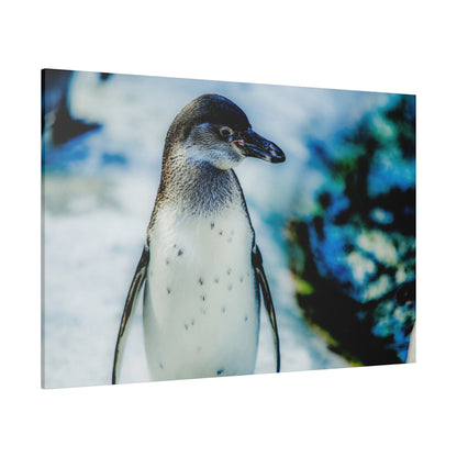 Close-up of a penguin standing on snow, with a white chest and black head against a blue, blurred background.