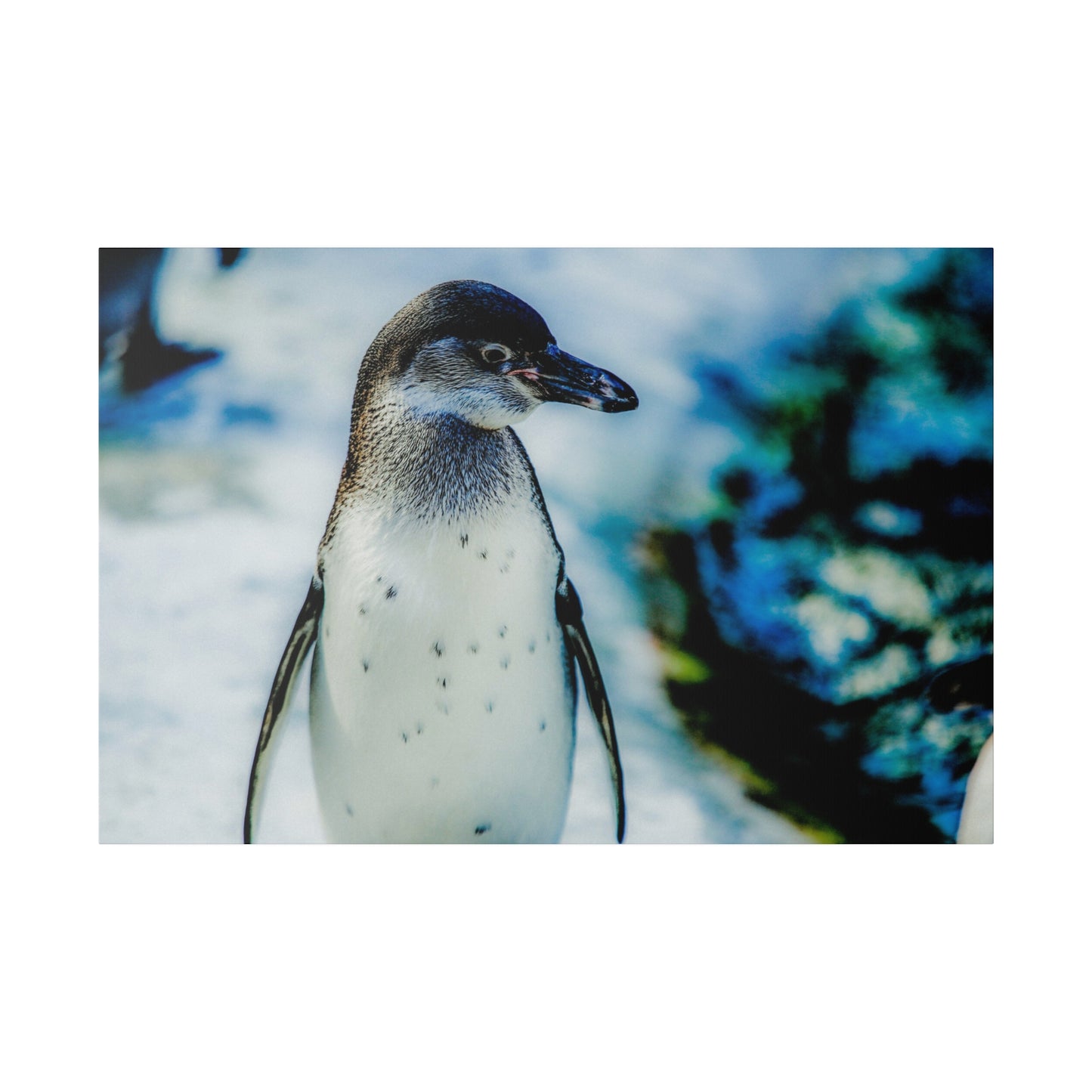 A penguin in its winter habitat, standing on snow with a blurred icy background. The image focuses on the penguin in a cold, natural environment.