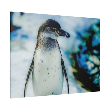A penguin standing upright on snow, with a gray neck and white chest, against a blue, blurred background.