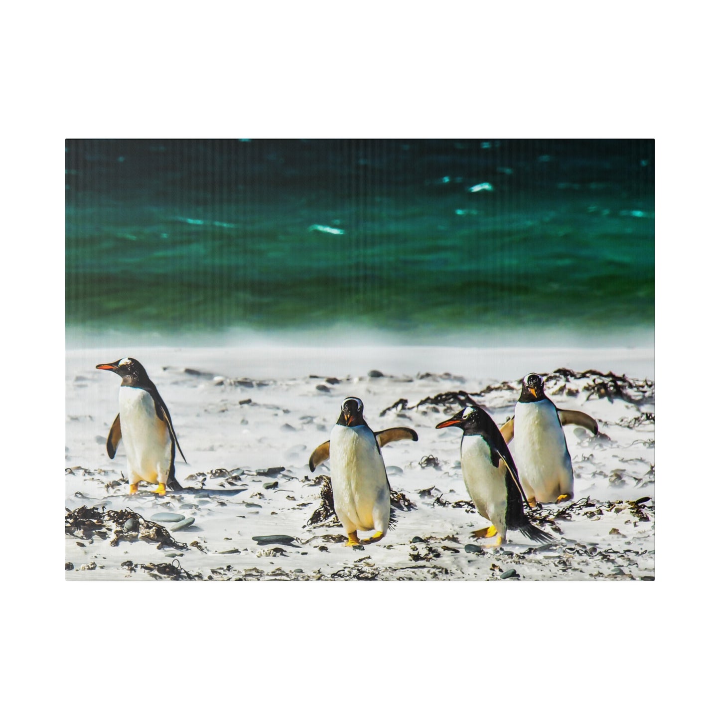 Penguins on a sandy beach near the ocean, walking along the shore. The green-blue sea and scattered seaweed create a peaceful coastal setting.