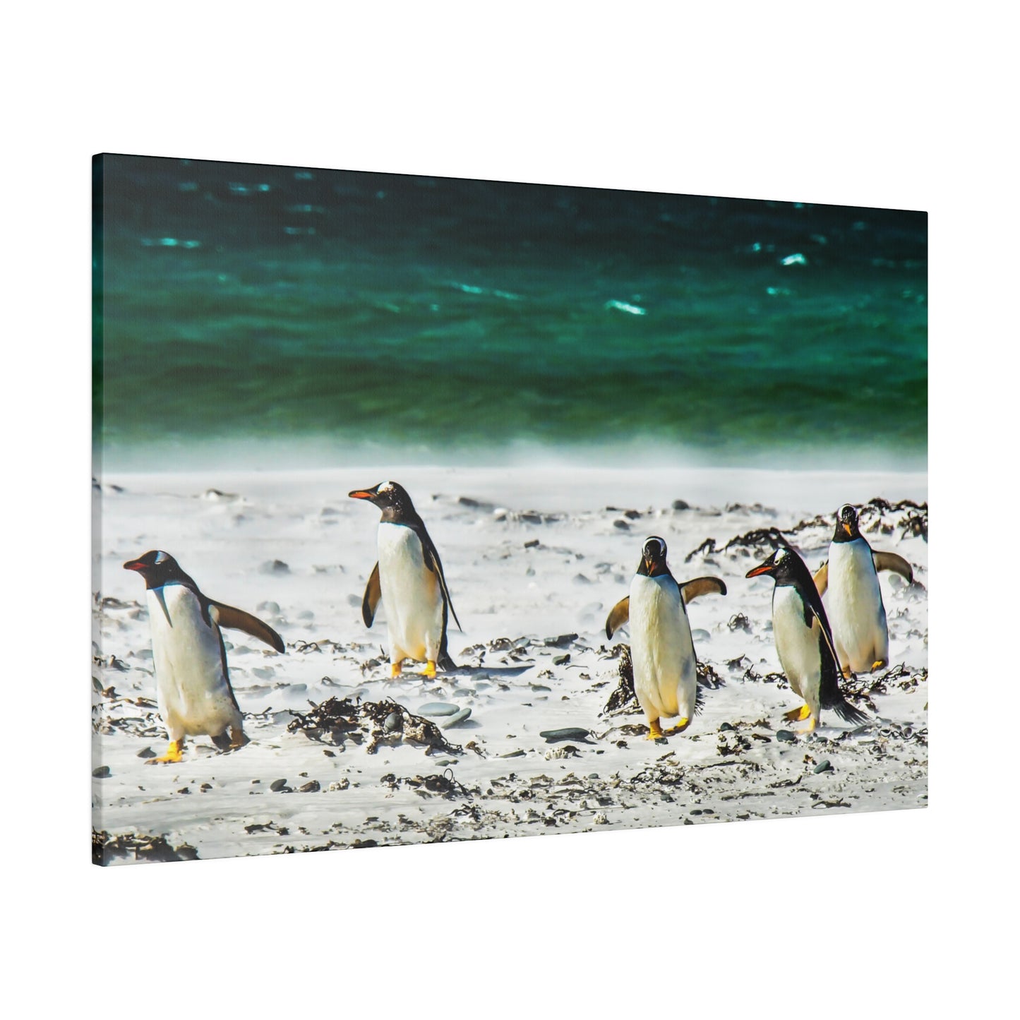 Penguins by the seaside, with the green-blue ocean in the background. The beach scene includes white sand and seaweed, capturing the penguins in their natural habitat.