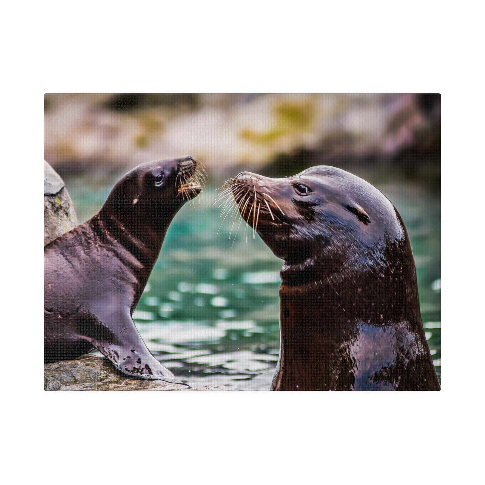 A playful bond between sea lions by the water, with their whiskers and sleek fur prominently visible. The scene captures their curious and social nature.