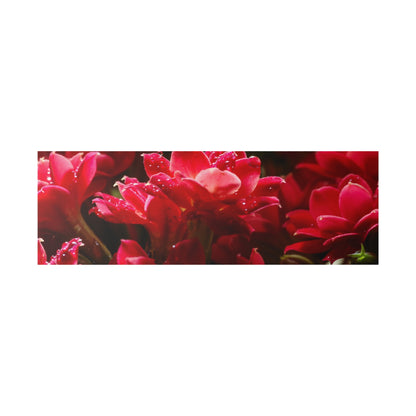 Close-up of bright red flowers with water droplets on glossy petals, in a narrow horizontal frame.