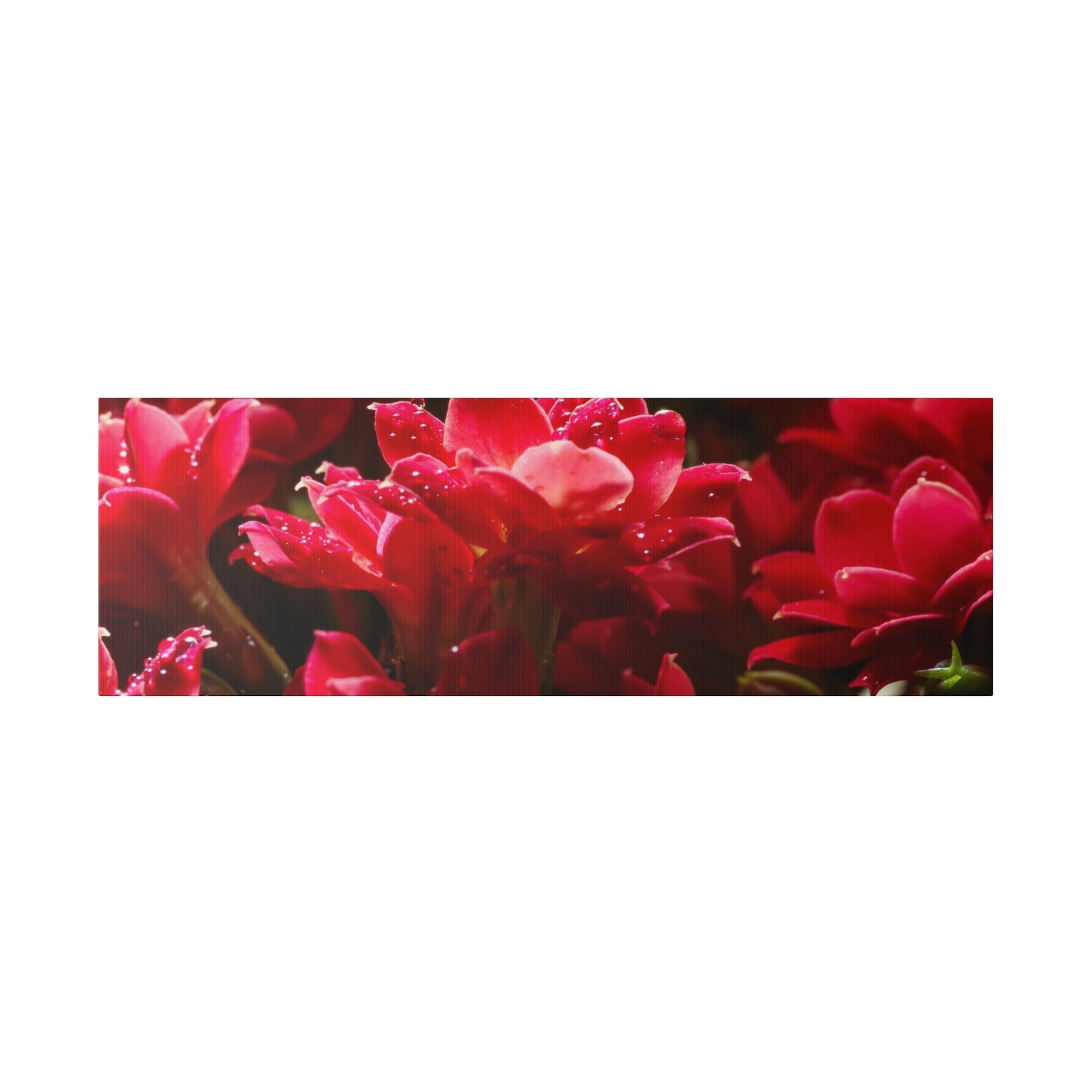 Close-up view of vibrant red flowers with glossy petals and tiny water droplets.