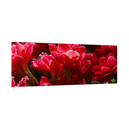 Horizontal canvas print showing vibrant red-pink flowers with water droplets on petals.