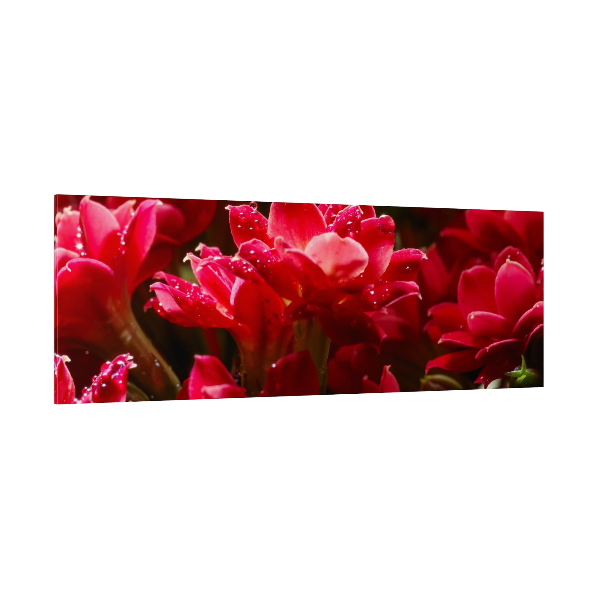 Close-up of vivid red flowers with dewdrops on petals, displayed as a horizontal rectangular canvas print.