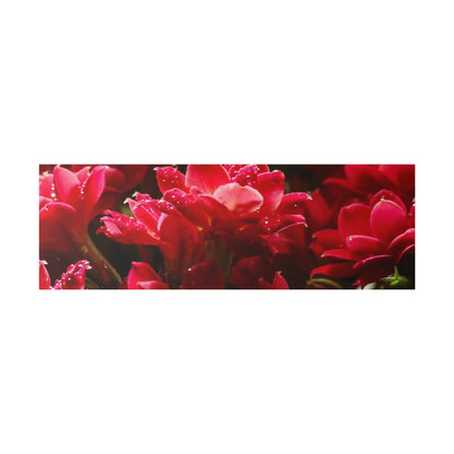 Close-up of red flowers with glossy petals in a horizontal crop.