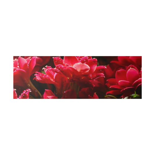 Close-up of red flowers with glossy petals in a horizontal crop.