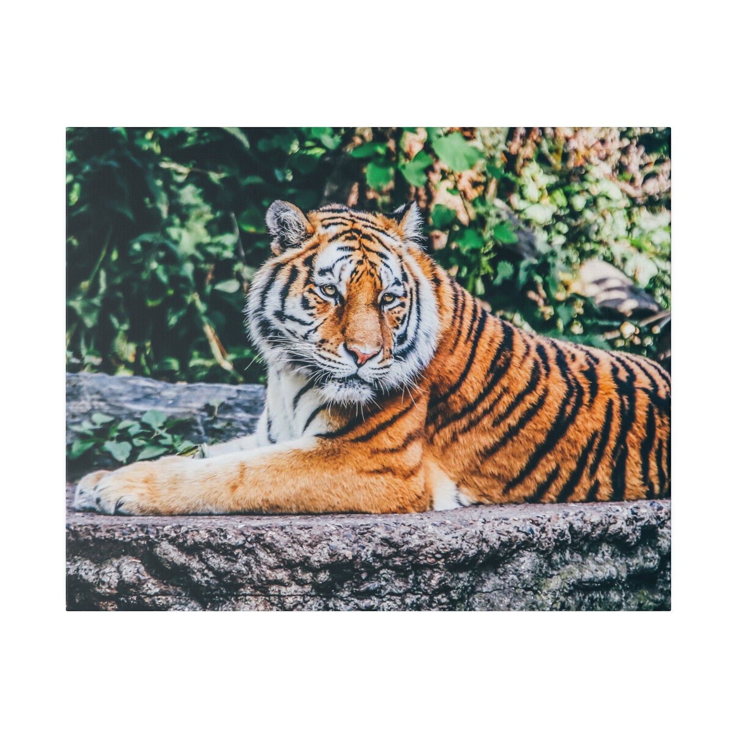 Realistic tiger canvas art for walls