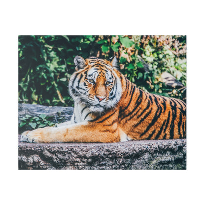 Photograph of a reclining orange tiger with black stripes lounging on a mossy rock, surrounded by green foliage.