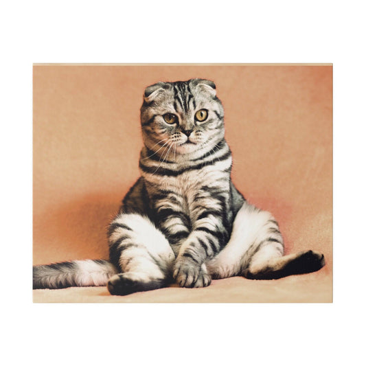 Scottish Fold cat with gray tabby fur sitting upright on a peach background, front paws crossed.