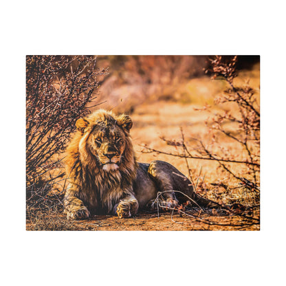 An adult male lion with a tawny mane lies on dusty ground among dry bushes in a sunlit savannah.