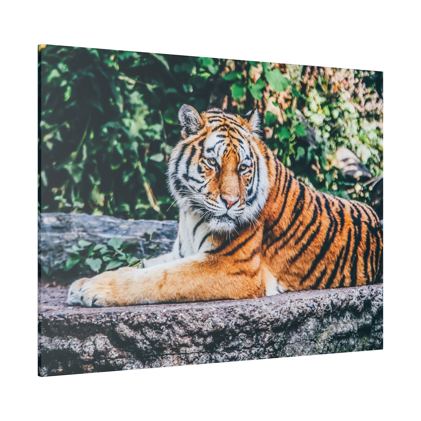 Resting tiger canvas print with vibrant colors