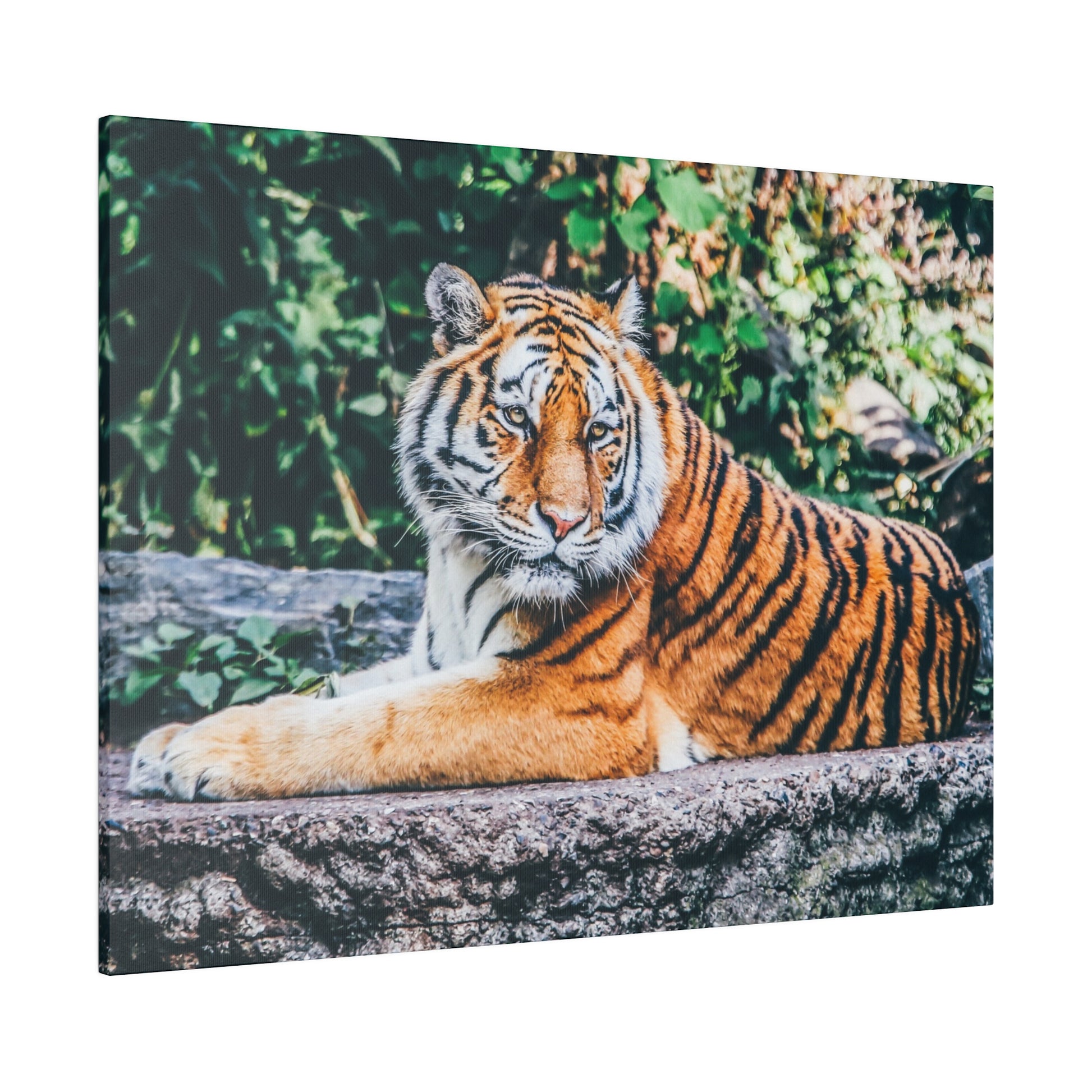 Resting tiger photo on canvas