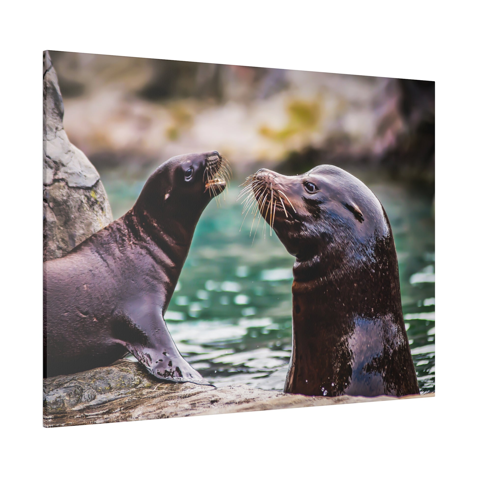 Sea lion buddies enjoying a playful moment by the water's edge. The scene emphasizes their whiskers and smooth fur, highlighting their friendly interaction.