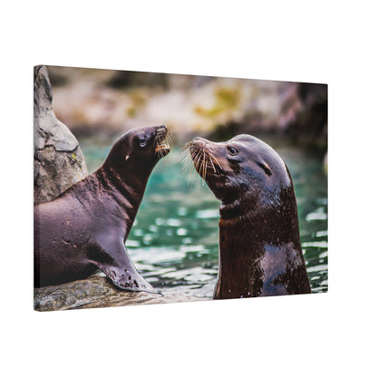 Two dark brown sea lions on a rocky shore face-to-face by green water, with wet fur and long whiskers.