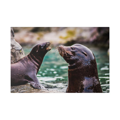 Two dark brown sea lions on rocks at the water's edge face each other, showing long whiskers.