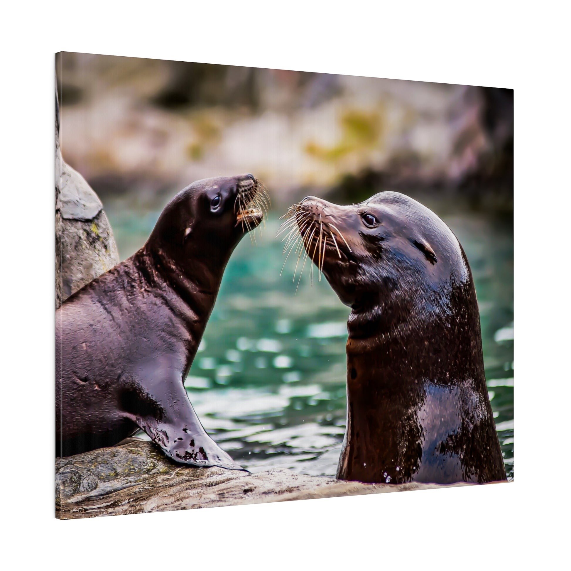 A close encounter between two sea lions by the water. Their whiskers and glossy fur are clearly visible, showcasing their playful and social interaction.