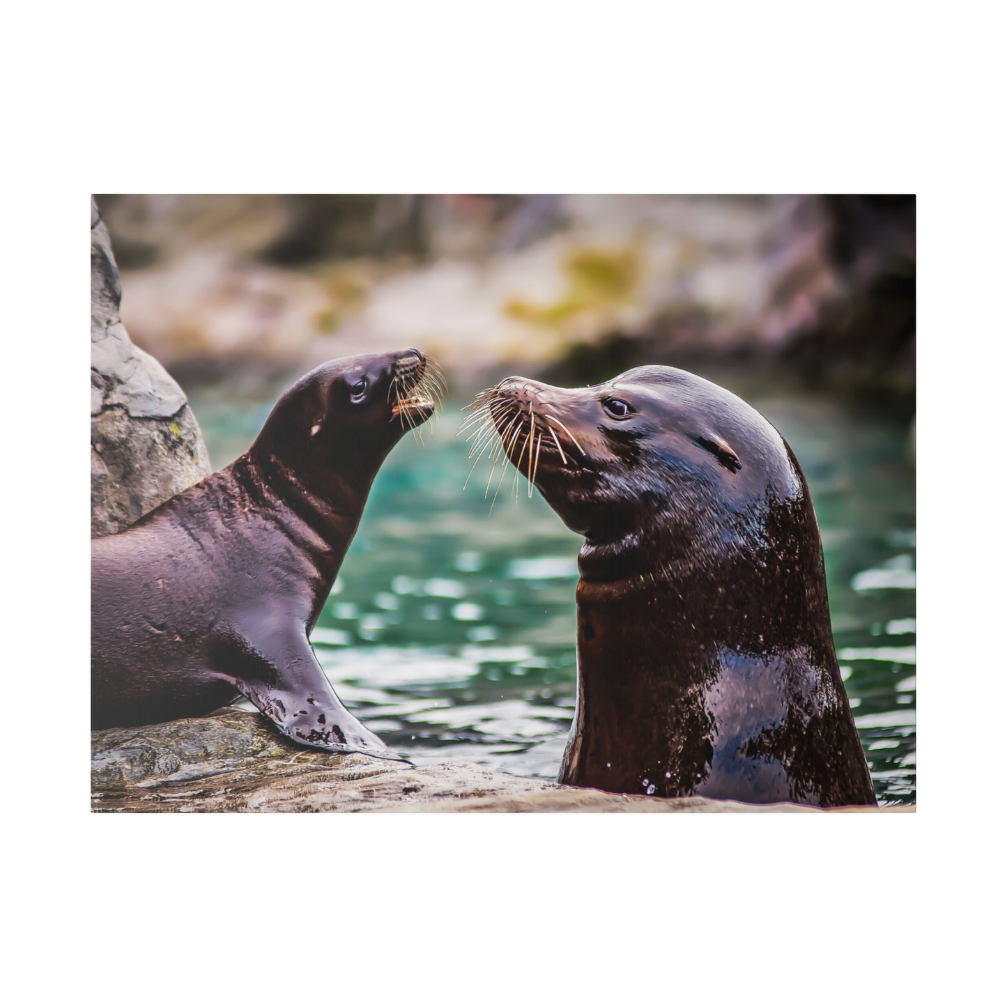 Two sea lions interacting by the water's edge, highlighting their whiskers and glossy fur. The playful moment emphasizes their friendly behavior.