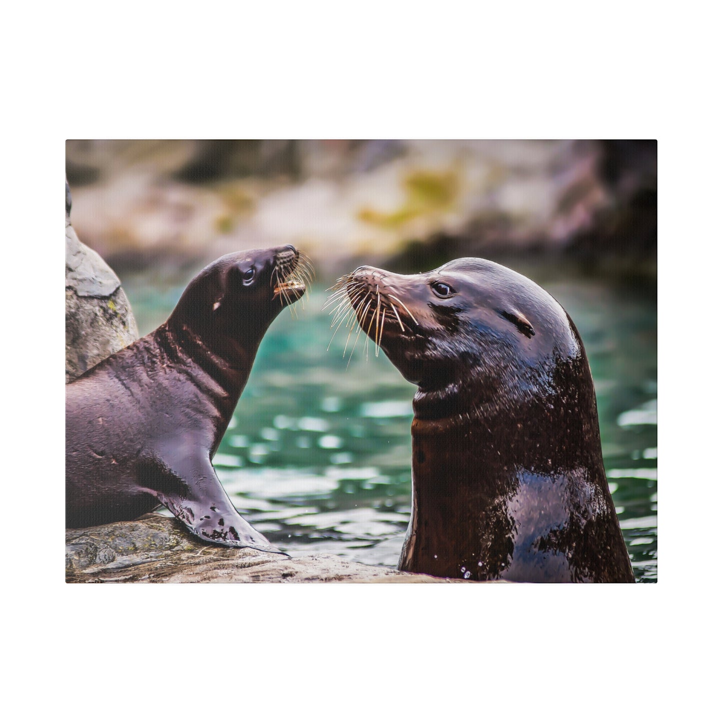 An interaction between sea lions, focusing on their whiskers touching and smooth fur. The scene captures their playful and social behavior.