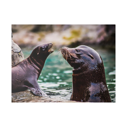 Two dark brown sea lions face each other on a rocky shoreline with long whiskers near green water.