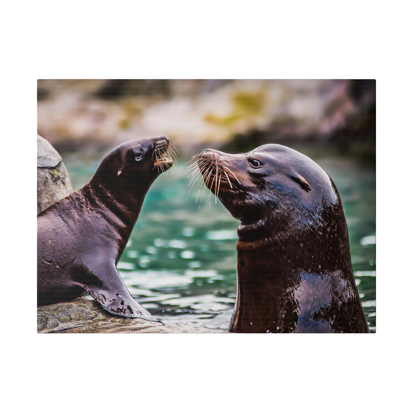 Water buddies: two sea lions interacting playfully by the water, highlighting their whiskers and smooth fur. The scene captures their curious and social nature.