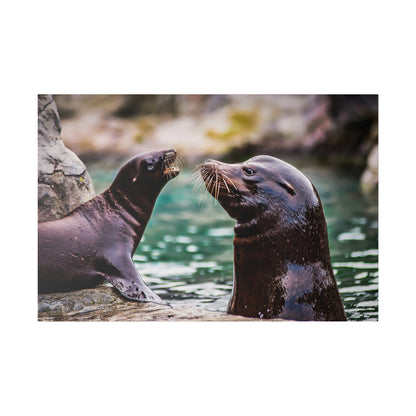 Two dark brown sea lions on rocks by emerald water face each other with long whiskers.