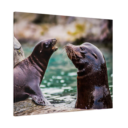 Two dark brown sea lions sit on rocks by green water, facing each other with their long whiskers visible.