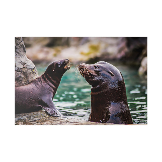 A bonding play session between two sea lions by the water, highlighting their whiskers and smooth fur. The interaction showcases their friendly nature.