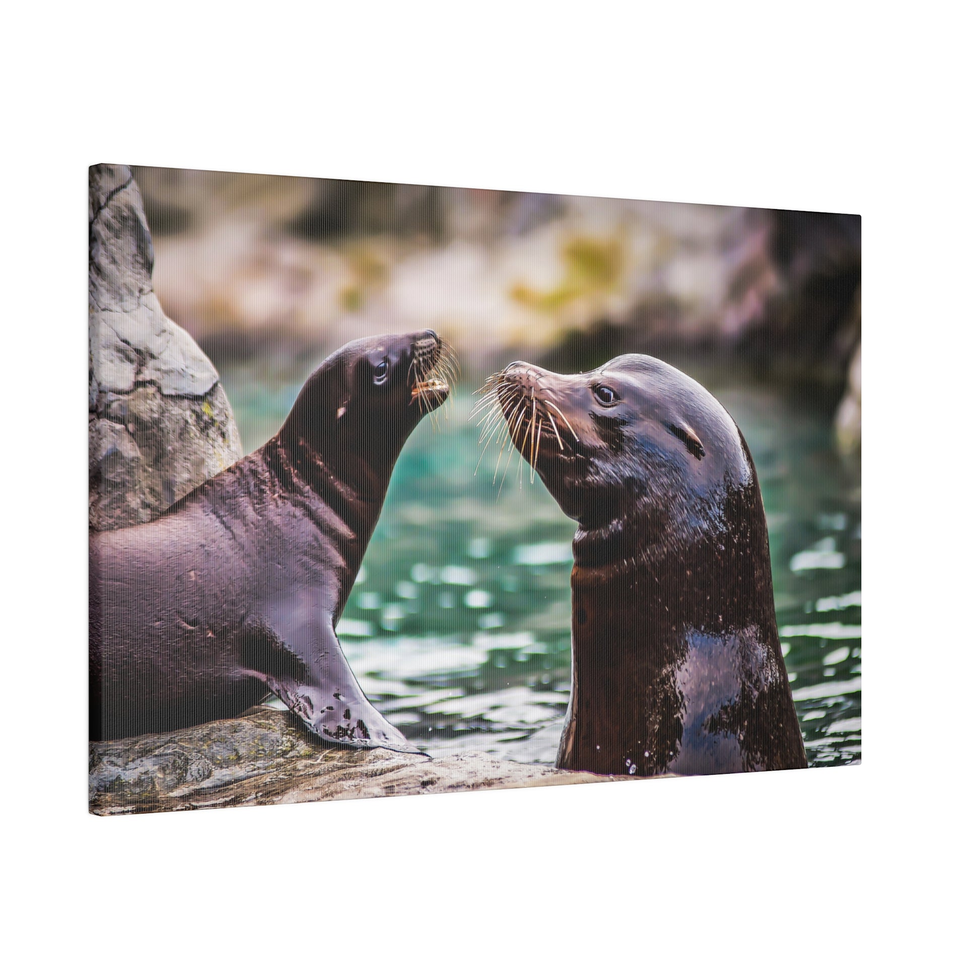 Sea lions communicating by the water's edge. Their whiskers and glossy fur are clearly visible, highlighting their playful and inquisitive interaction.